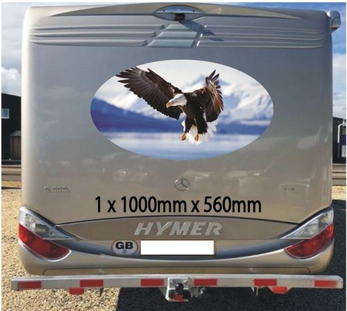 Bald eagle 1000mm graphics - bald,